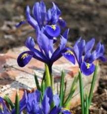 Iris Bulbs -  Reticulata